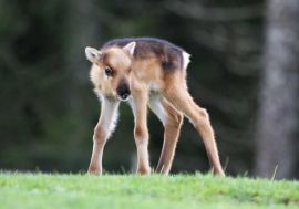 Le printemps des naissances au Parc Polaire