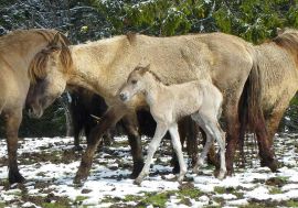 Le printemps des naissances au Parc Polaire